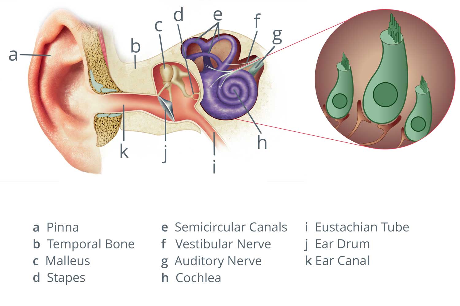 ear-graphic-mobile-v3