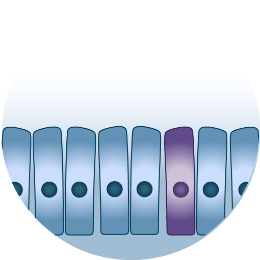 hair-cell-regen-graphics-02