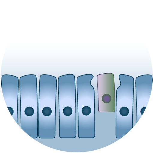 hair-cell-regen-graphics-03