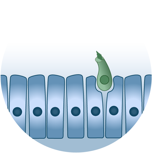 hair-cell-regen-graphics-04