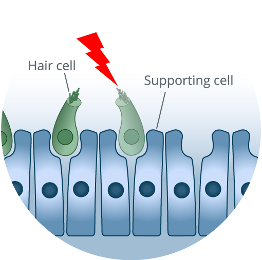 hair-cell-regen-graphics-101