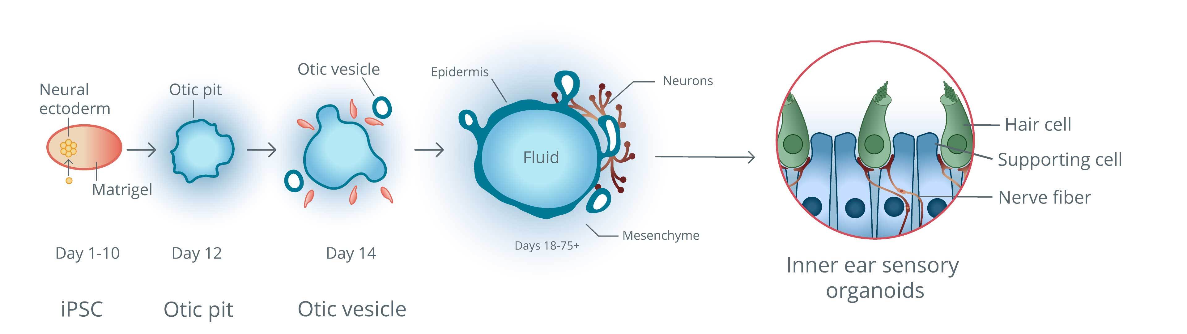 ispc-graphics-desktop-v2