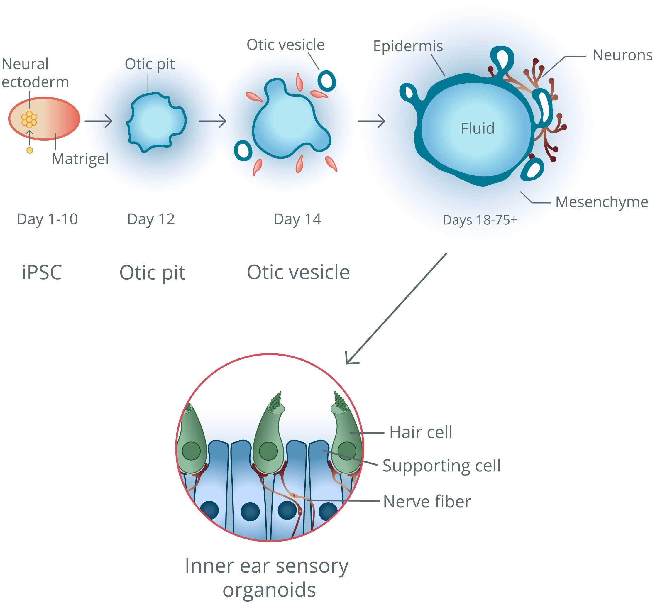 ispc-graphics-mobile-v2